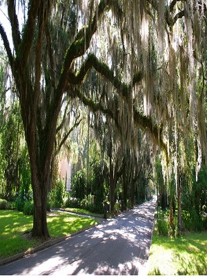 The Ocala National Forest