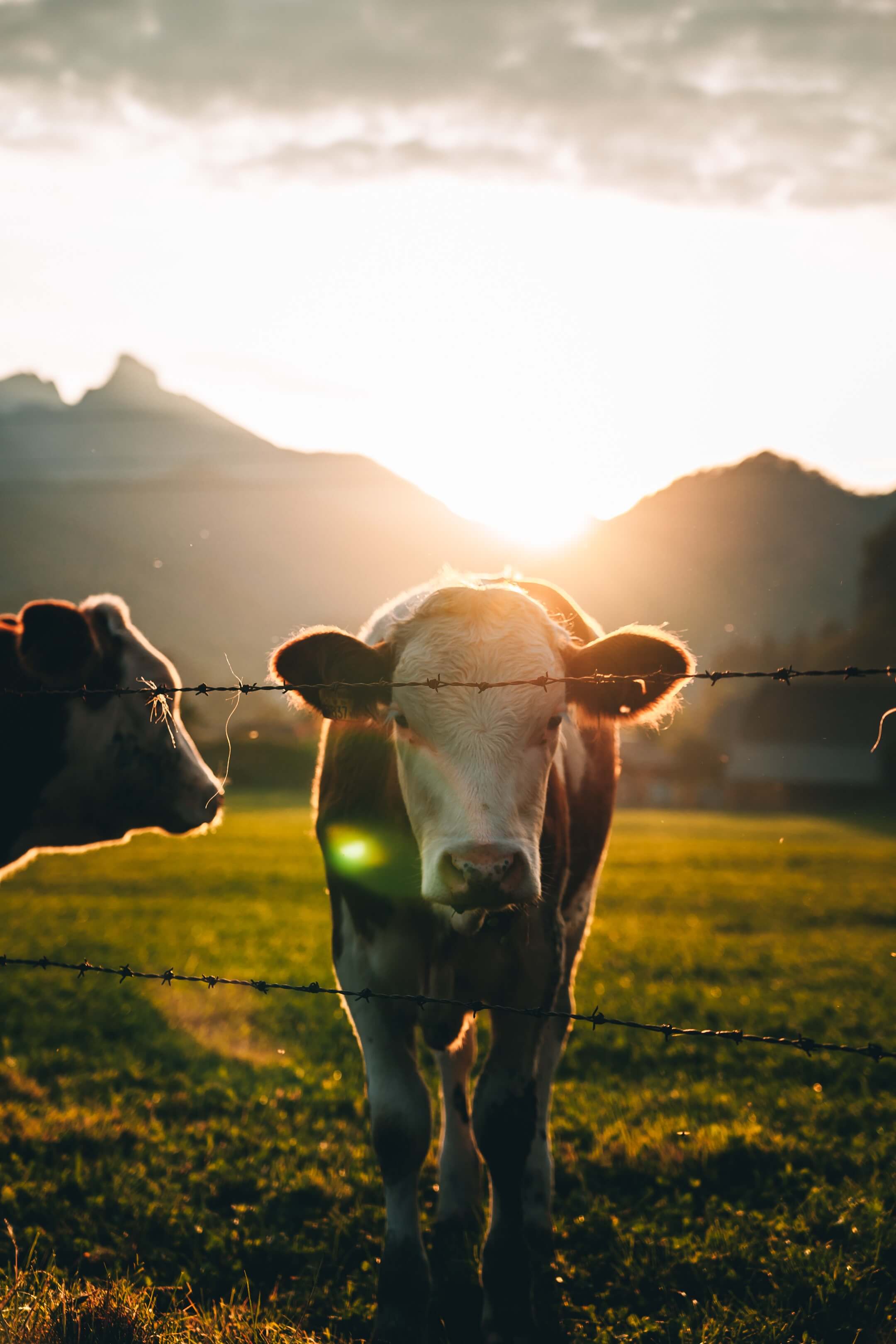 Cow in the field with sunset